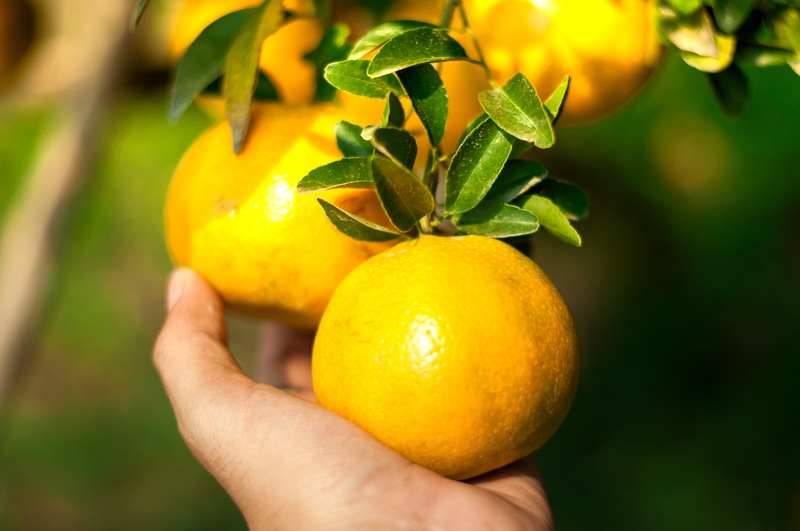 Making the Most of Central Florida’s Summer Citrus