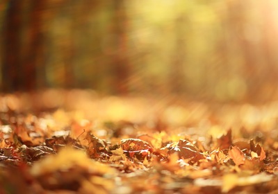 Fall is Here. 10 Tips for Making your Landscape Fit the Season