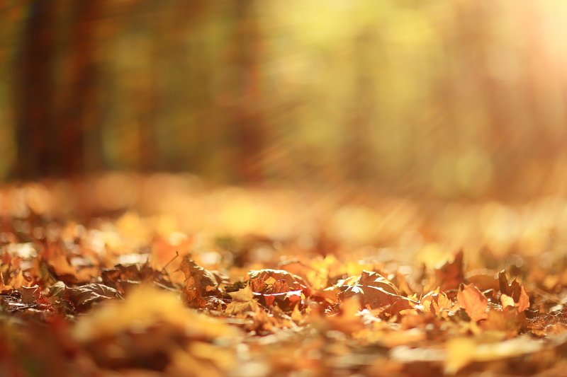 Fall is Here. 10 Tips for Making your Landscape Fit the Season