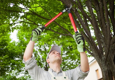 Tree Care, 5 Ways