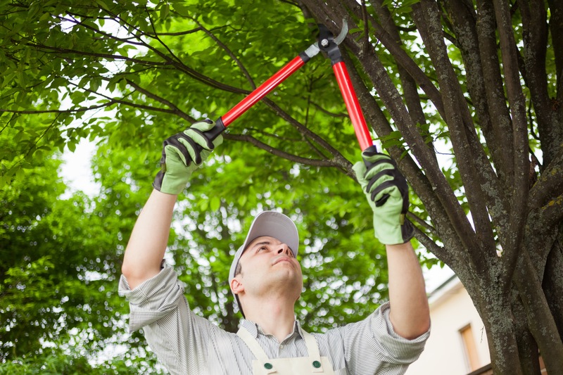 Tree Care, 5 Ways