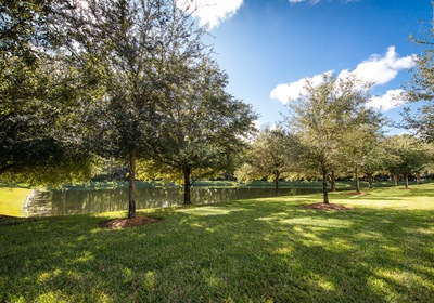 Tree Service: Cleaning-up After Storms