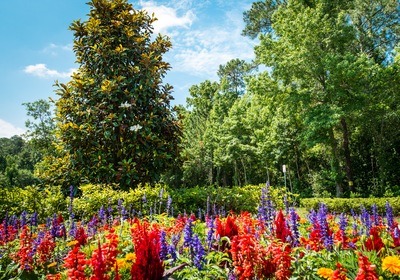 Celebrating National Plant a Flower Day with 5 Helpful Tips